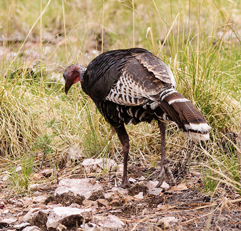 Gould's Wild Turkey Meleagris gallopavo mexicana