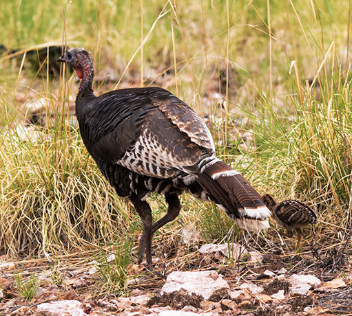 Gould's Wild Turkey Meleagris gallopavo mexicana