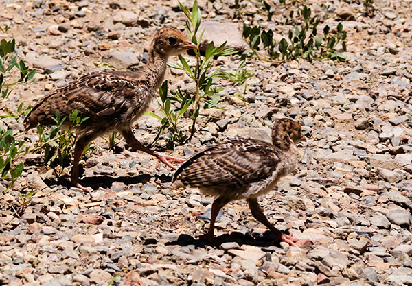 Gould's Wild Turkey Meleagris gallopavo mexicana