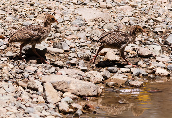 Gould's Wild Turkey Meleagris gallopavo mexicana