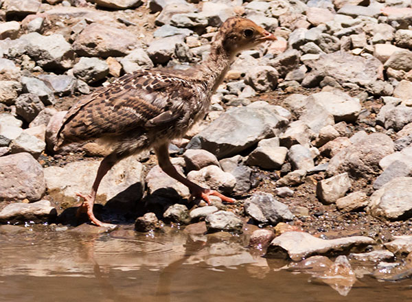 Gould's Wild Turkey Meleagris gallopavo mexicana