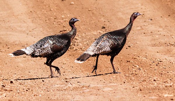Gould's Wild Turkey Meleagris gallopavo mexicana