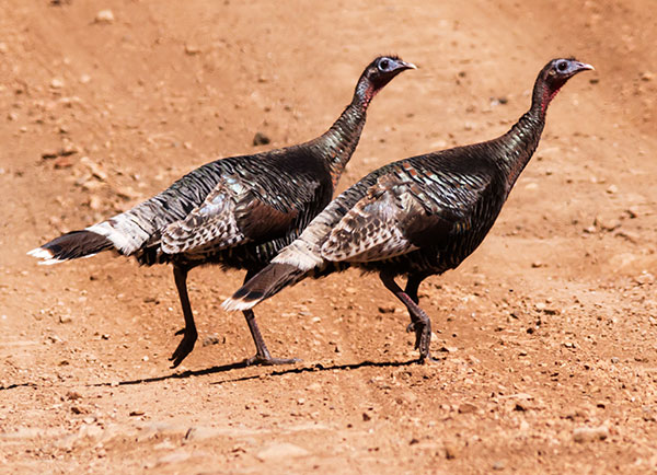 Gould's Wild Turkey Meleagris gallopavo mexicana