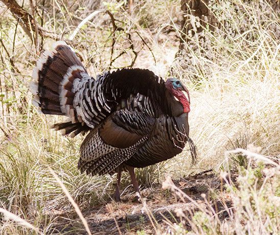 Gould's Wild Turkey Meleagris gallopavo mexicana