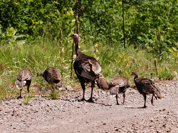 Wild Turkey Meleagris gallopavo merriami