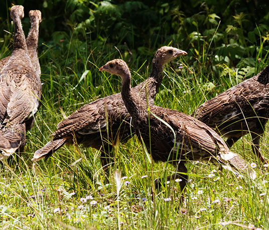 Wild Turkey Meleagris gallopavo merriami
