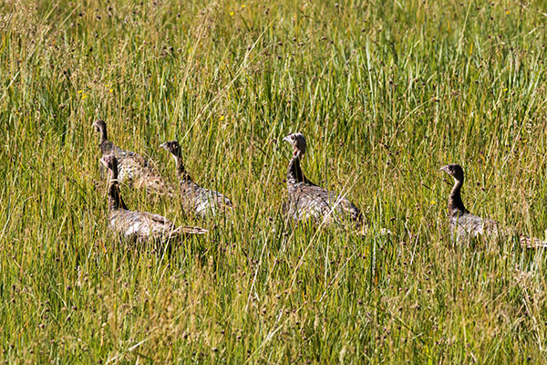 Wild Turkey Meleagris gallopavo merriami
