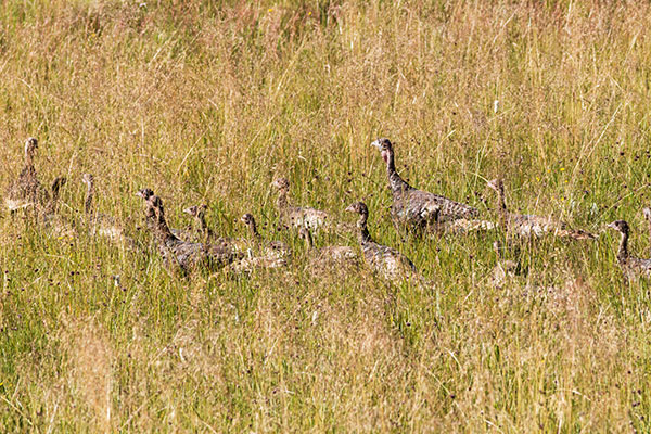 Wild Turkey Meleagris gallopavo merriami
