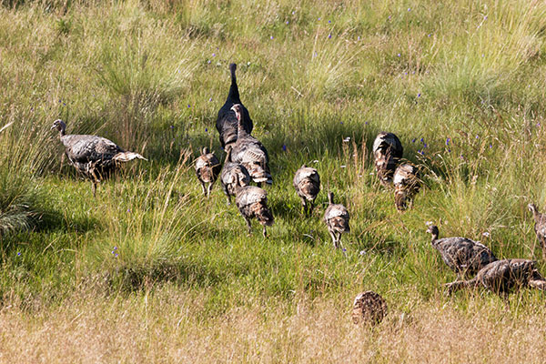 Wild Turkey Meleagris gallopavo merriami