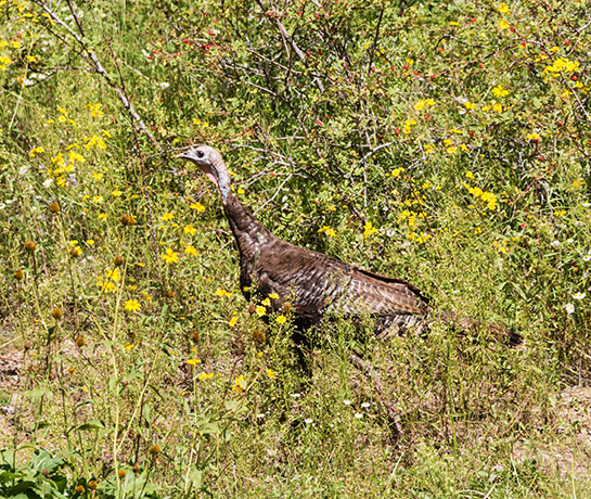 Wild Turkey Meleagris gallopavo merriami
