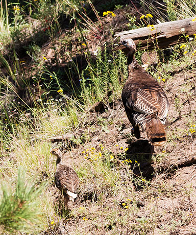 Wild Turkey Meleagris gallopavo merriami