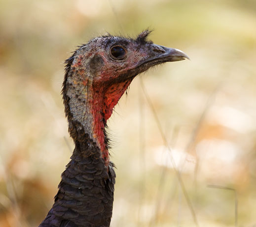 Gould's Wild Turkey Meleagris gallopavo mexicana