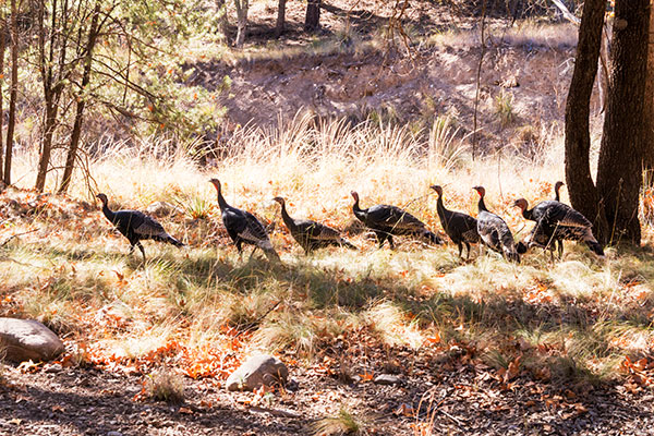 Gould's Wild Turkey Meleagris gallopavo mexicana