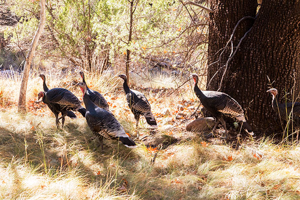 Gould's Wild Turkey Meleagris gallopavo mexicana