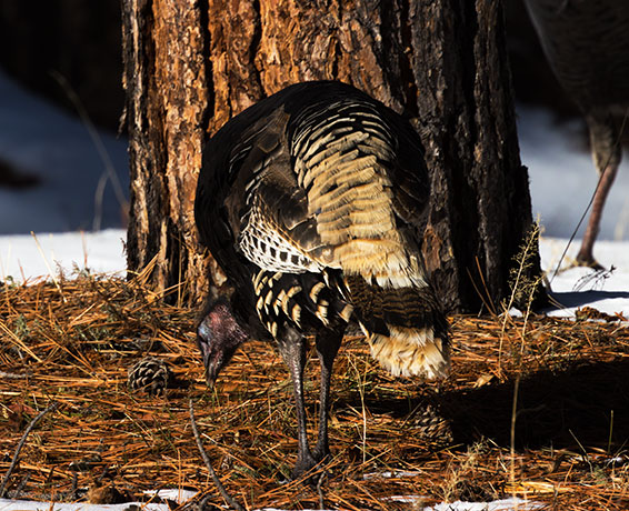 Wild Turkey Meleagris gallopavo merriami