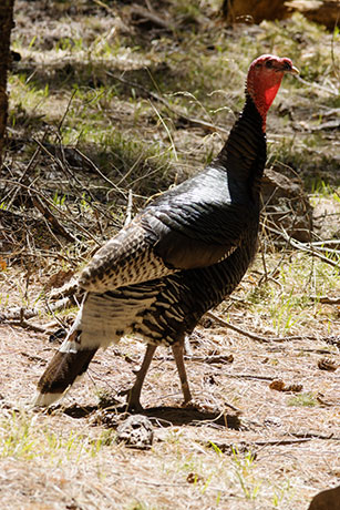 Gould's Wild Turkey Meleagris gallopavo mexicana