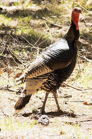 Gould's Wild Turkey Meleagris gallopavo mexicana