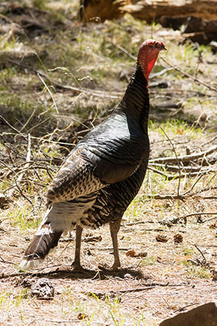 Gould's Wild Turkey Meleagris gallopavo mexicana
