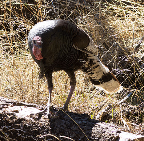 Gould's Wild Turkey Meleagris gallopavo mexicana
