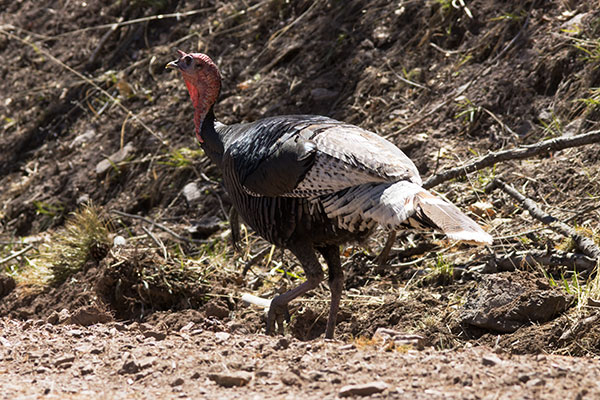 Gould's Wild Turkey Meleagris gallopavo mexicana
