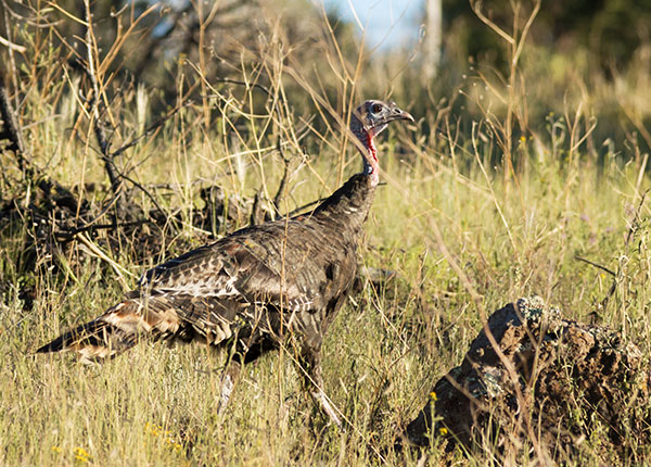 Wild Turkey Meleagris gallopavo merriami