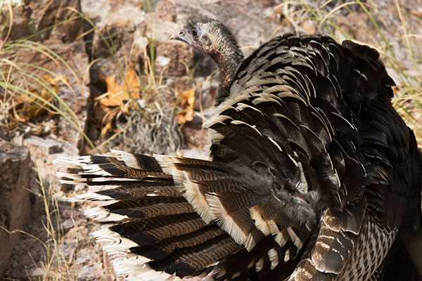 Gould's Wild Turkey Meleagris gallopavo mexicana