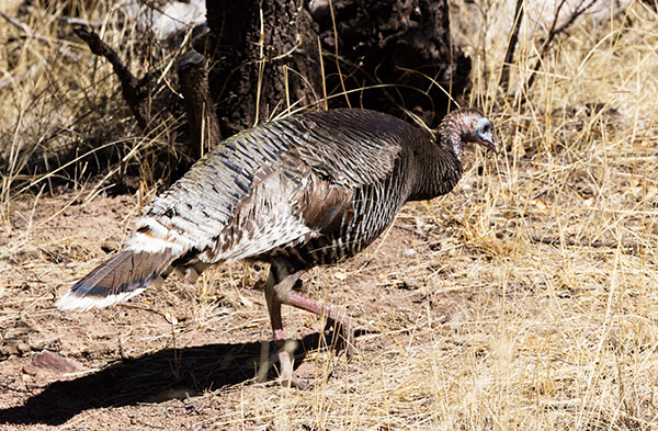 Gould's Wild Turkey Meleagris gallopavo mexicana