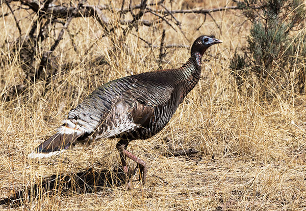 Gould's Wild Turkey Meleagris gallopavo mexicana