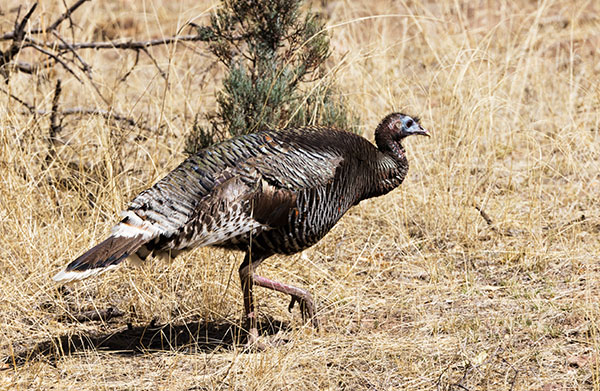 Gould's Wild Turkey Meleagris gallopavo mexicana