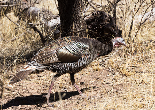 Gould's Wild Turkey Meleagris gallopavo mexicana