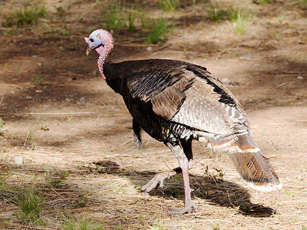 Gould's Wild Turkey Meleagris gallopavo mexicana