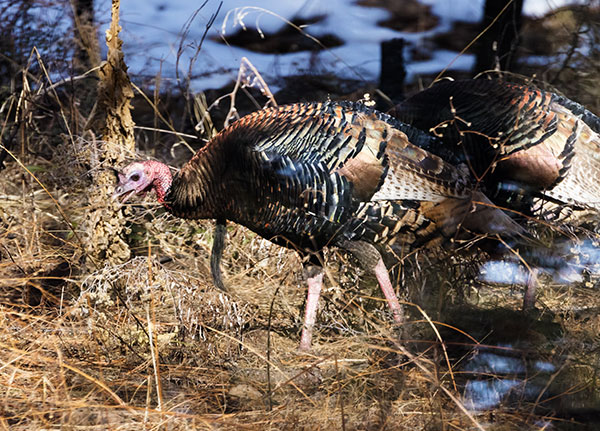 Wild Turkey Meleagris gallopavo merriami