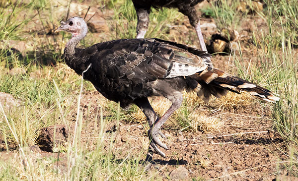 Wild Turkey Meleagris gallopavo merriami