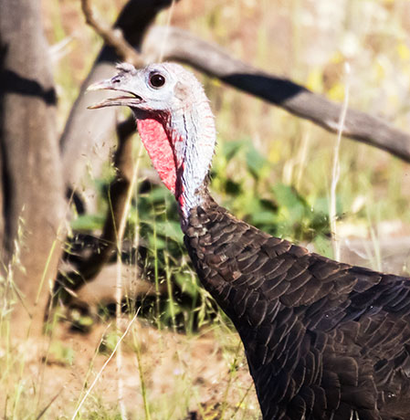 Wild Turkey Meleagris gallopavo merriami