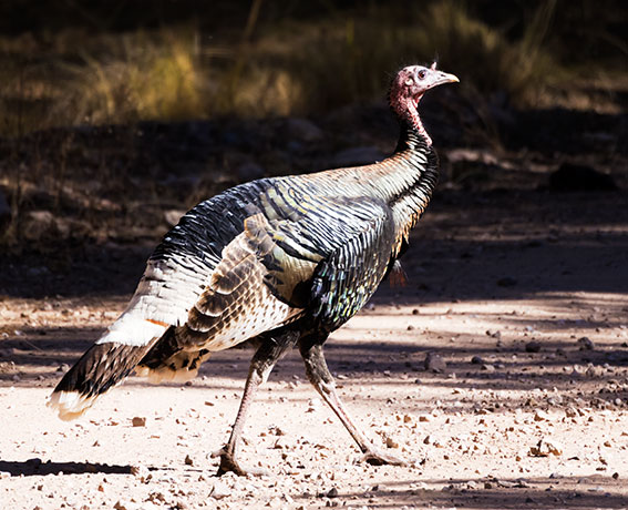 Gould's Wild Turkey Meleagris gallopavo mexicana