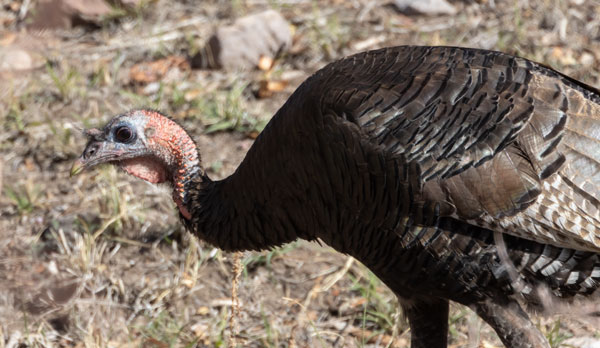Gould's Wild Turkey Meleagris gallopavo mexicana