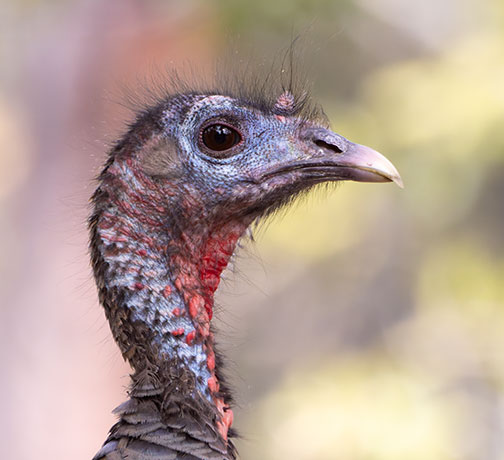 Gould's Wild Turkey Meleagris gallopavo mexicana