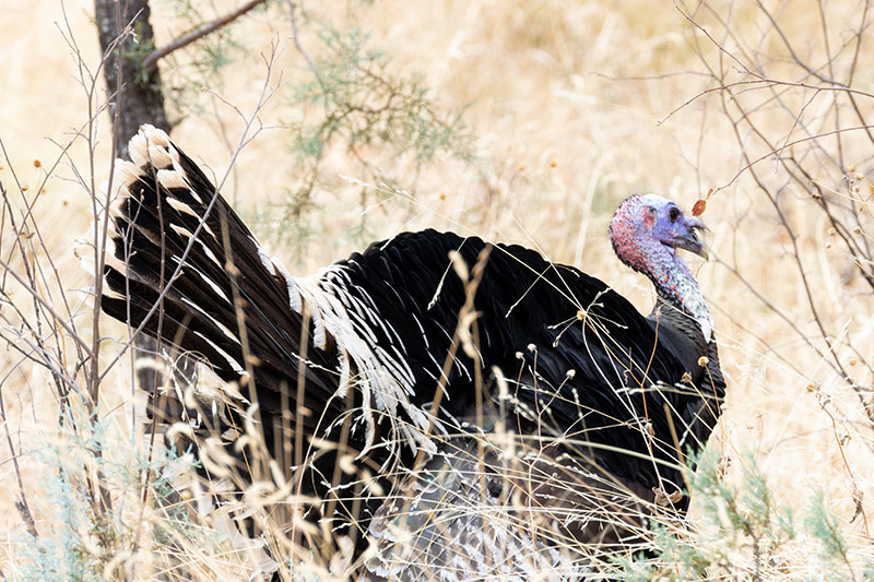 Gould's Wild Turkey Meleagris gallopavo mexicana