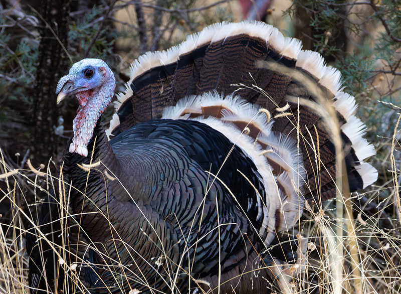 Gould's Wild Turkey Meleagris gallopavo mexicana