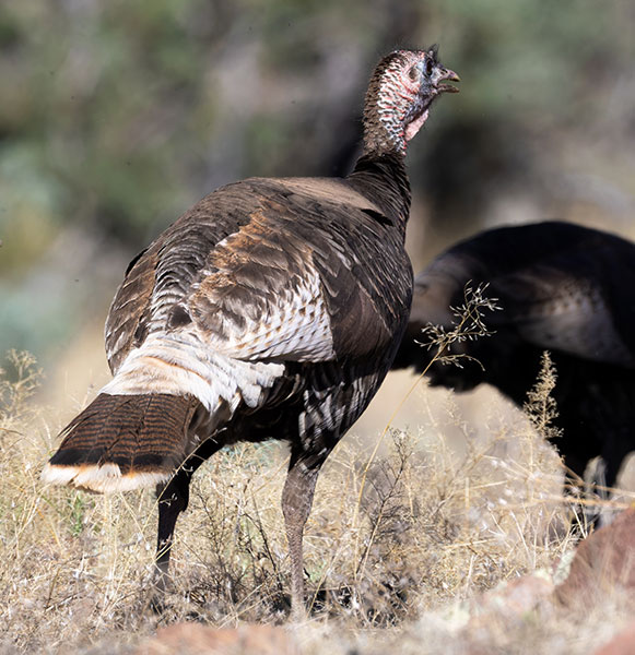 Wild Turkey Meleagris gallopavo merriami
