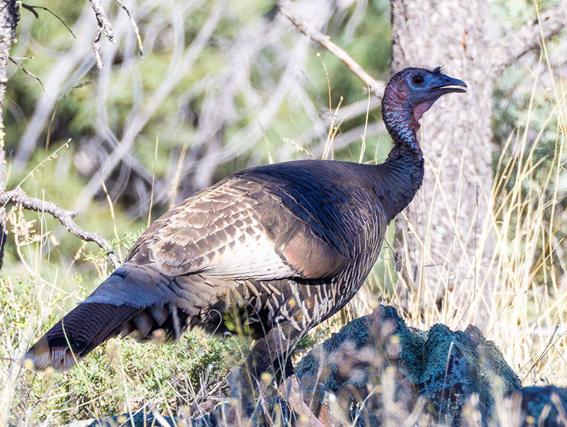 Wild Turkey Meleagris gallopavo merriami