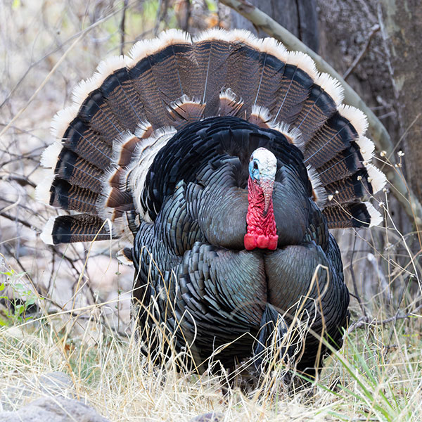 Gould's Wild Turkey Meleagris gallopavo mexicana
