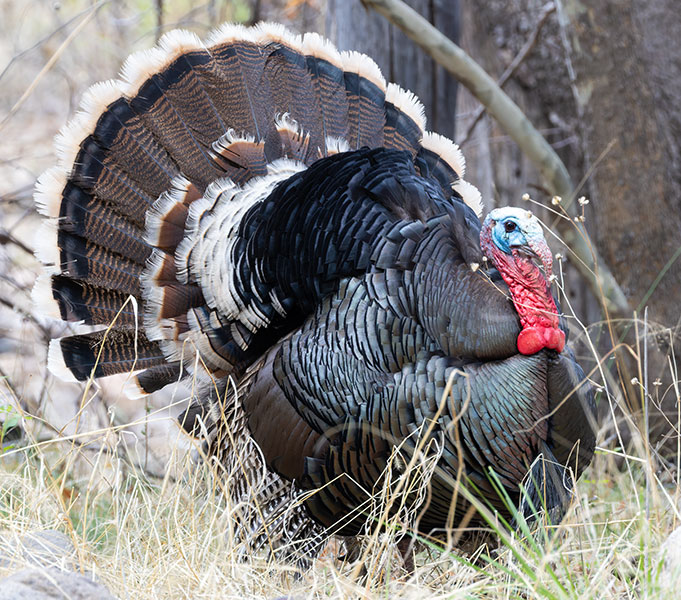 Gould's Wild Turkey Meleagris gallopavo mexicana