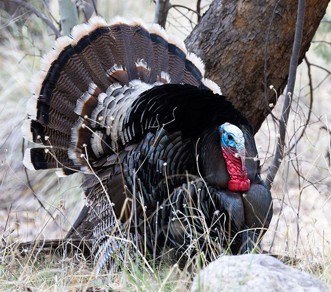 Gould's Wild Turkey Meleagris gallopavo mexicana
