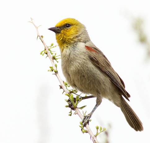Verdin Auriparus flaviceps