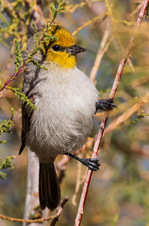 Verdin Auriparus flaviceps