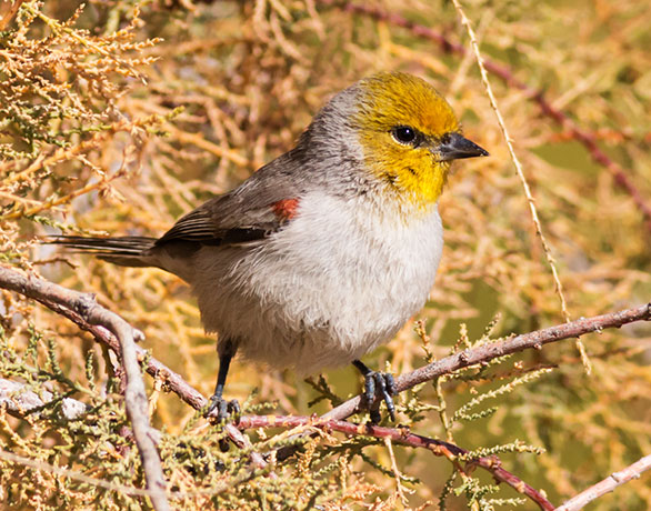 Verdin Auriparus flaviceps