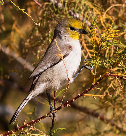 Verdin Auriparus flaviceps