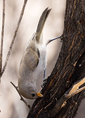 Verdin Auriparus flaviceps