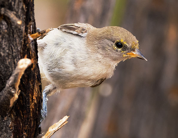 Verdin Auriparus flaviceps